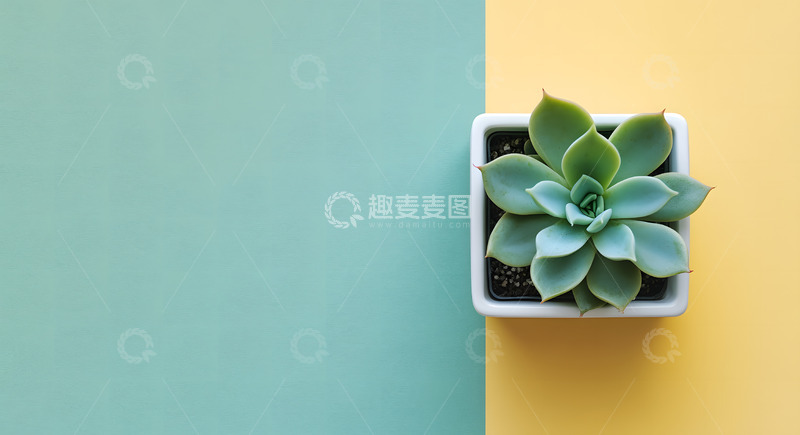 高清大图下载【趣麦麦图】多肉植物背景