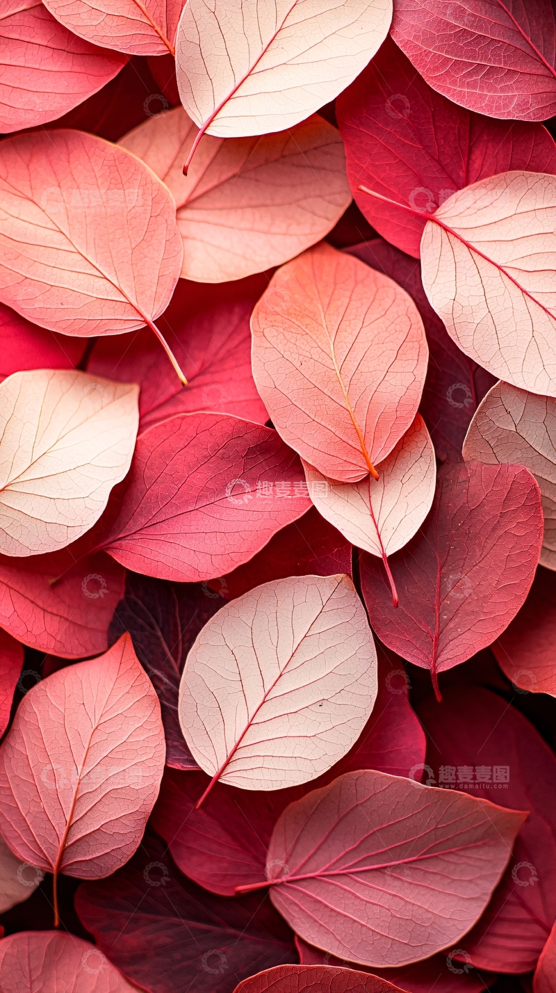 高清大图下载【趣麦麦图】秋叶渐变色彩背景图
