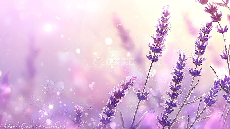 高清大图下载【趣麦麦图】梦幻薰衣草花海背景图