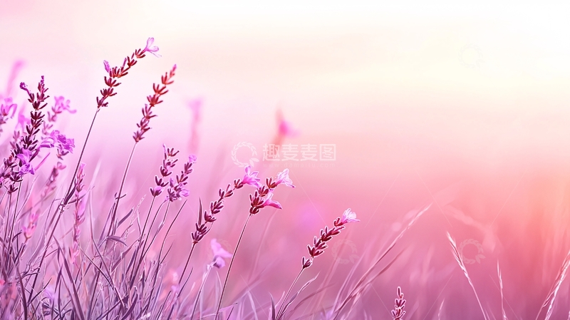 高清大图下载【趣麦麦图】薰衣草花海夕阳美景