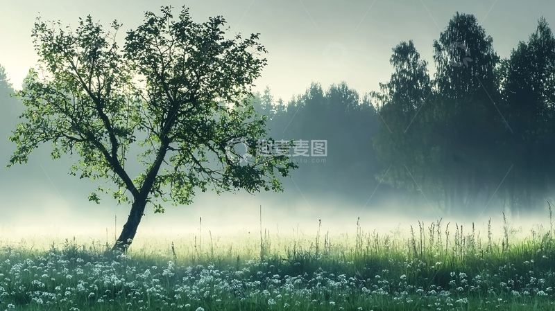 高清大图下载【趣麦麦图】晨雾中的孤独树