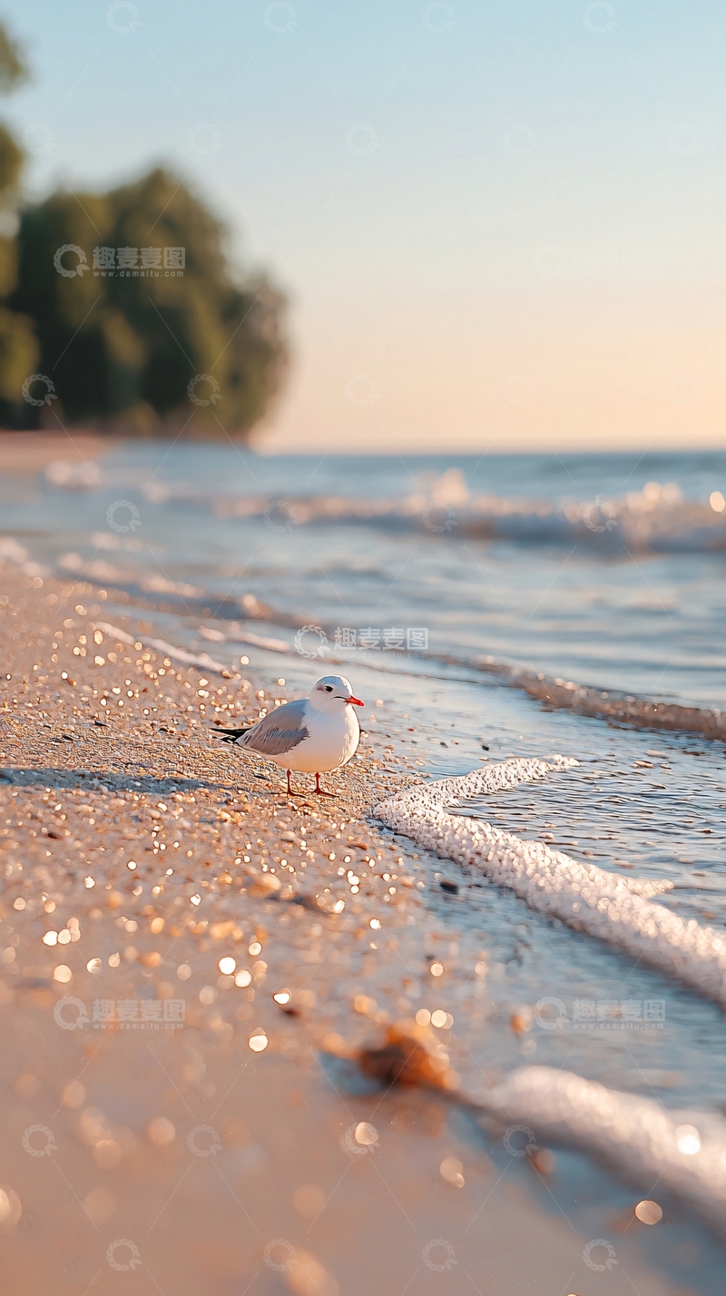 高清大图下载【趣麦麦图】海鸥沙滩日落美景