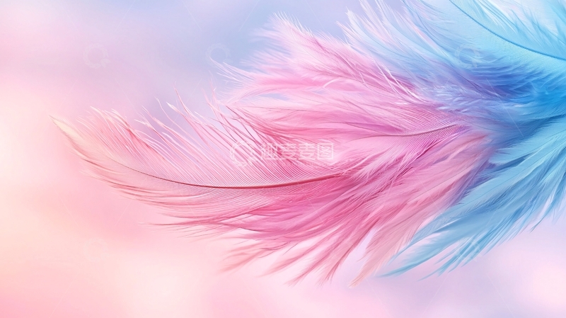 高清大图下载【趣麦麦图】粉色蓝色羽毛背景图