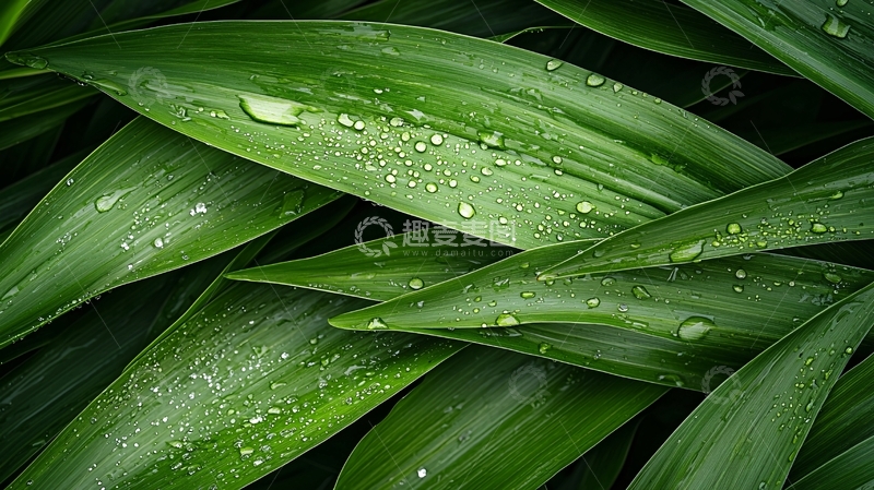高清大图下载【趣麦麦图】雨后翠绿叶片水珠自然风光