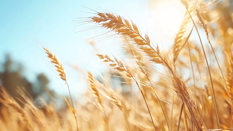 高清大图下载【趣麦麦图】金色麦田阳光下的丰收景象