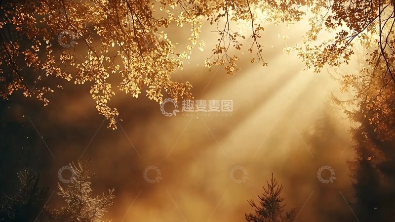 高清大图下载【趣麦麦图】秋日阳光透过树叶