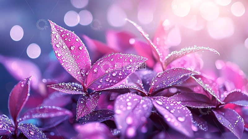 高清大图下载【趣麦麦图】紫色植物露珠自然风光