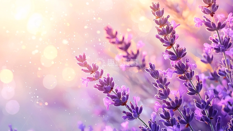高清大图下载【趣麦麦图】薰衣草花海夕阳美景