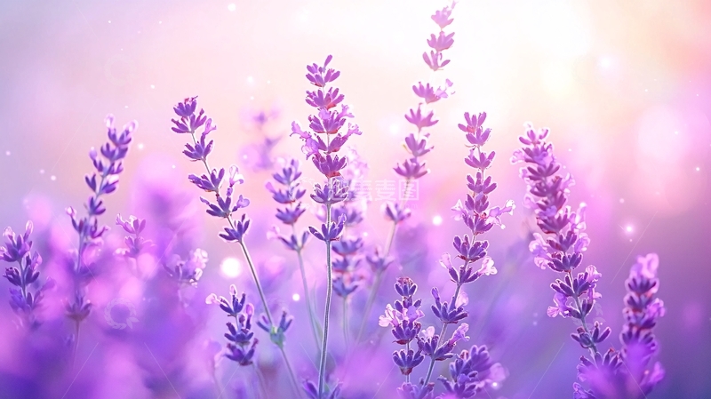 高清大图下载【趣麦麦图】薰衣草花海梦幻背景