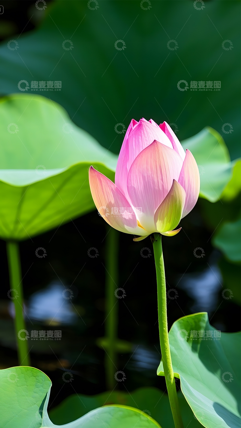 高清大图下载【趣麦麦图】夏天池塘荷花莲花荷叶荷塘摄影图