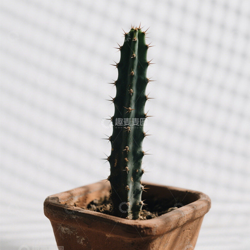 仙人掌盆栽静物