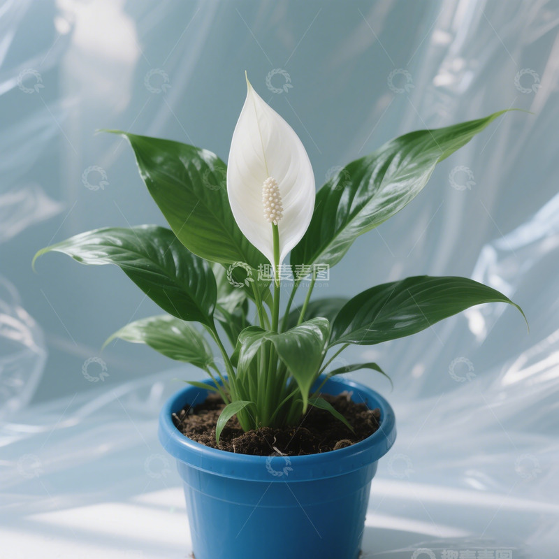 白掌盆栽一帆风顺水培植物