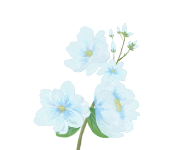 植物素材、花卉素材、蓝色花、小清新花卉