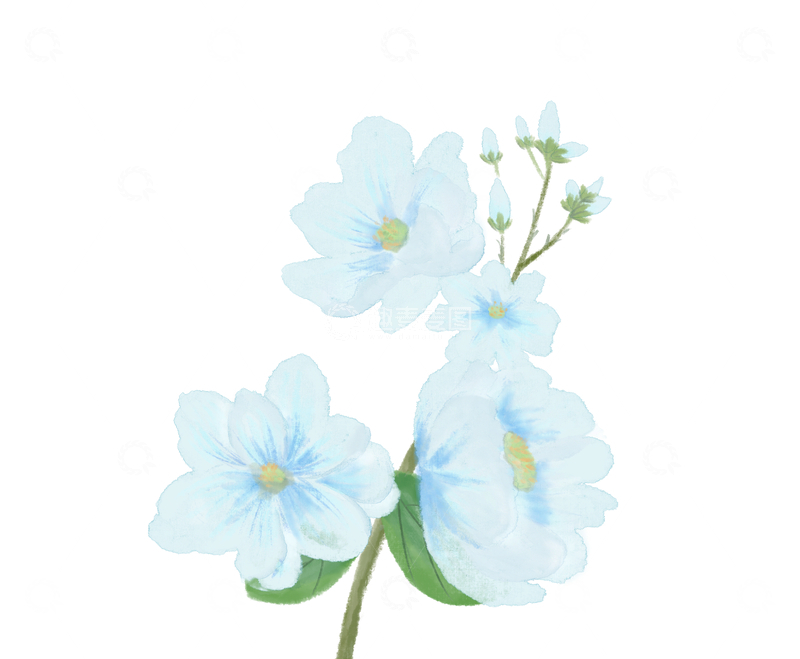 植物素材、花卉素材、蓝色花、小清新花卉