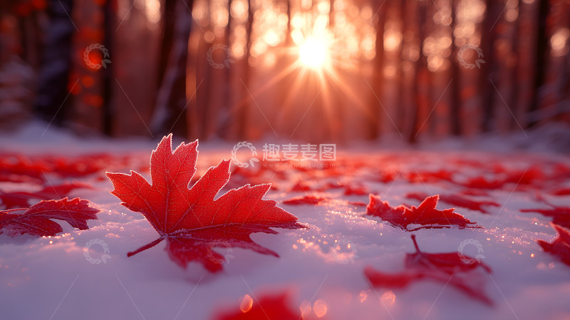 高清大图下载【趣麦麦图】冬季雪地上的落叶