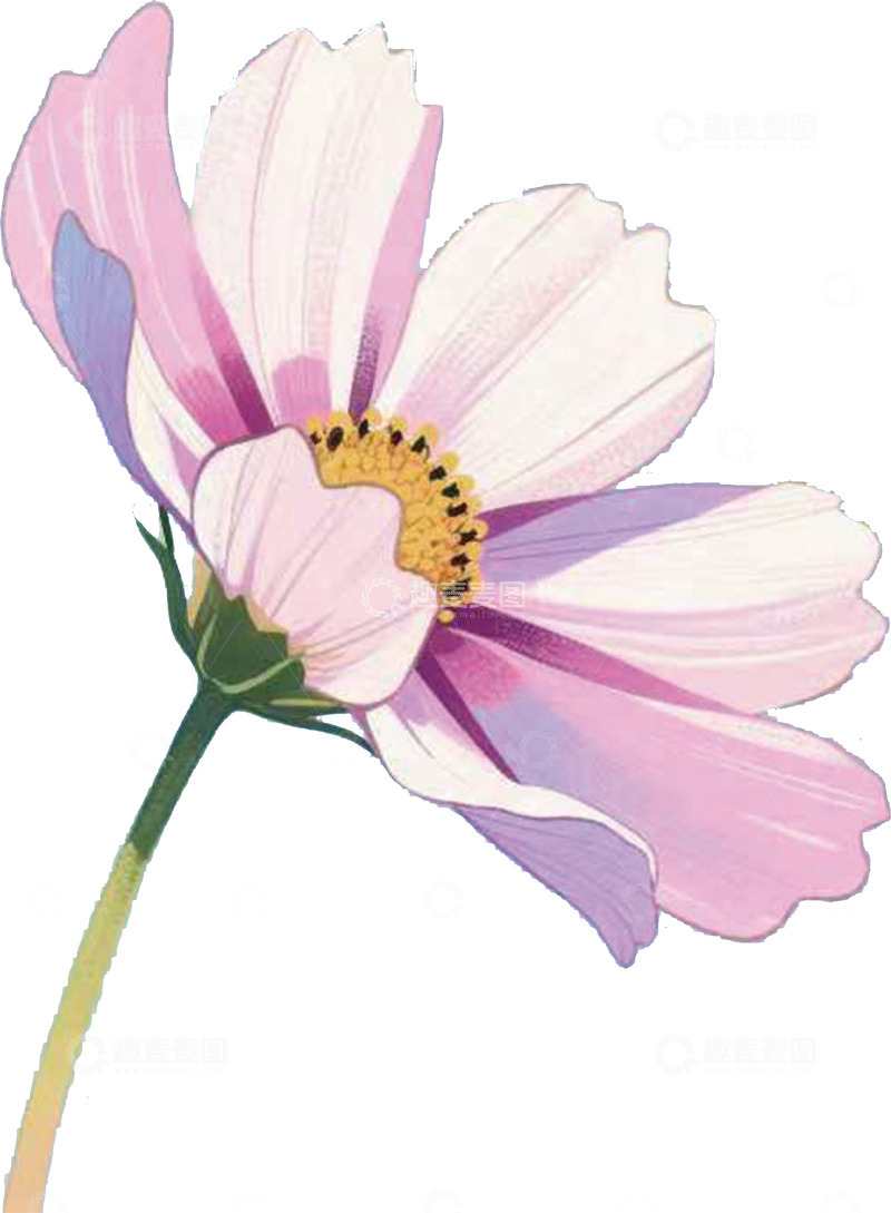 高清大图下载【趣麦麦图】粉红色的菊花