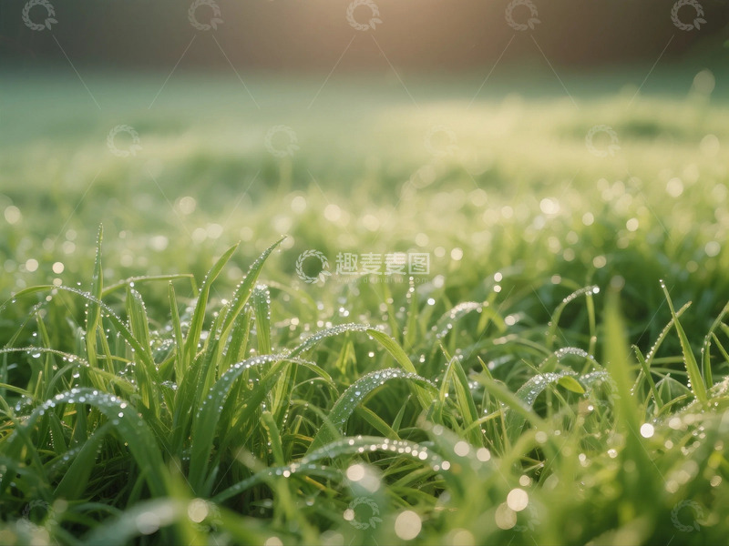 高清大图下载【趣麦麦图】雨后的草原特写