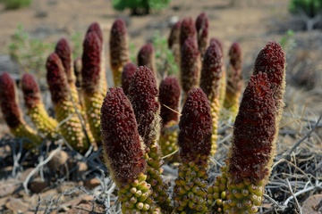 沙地生长的肉苁蓉