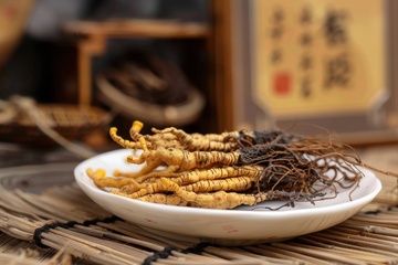 一盘冬虫夏草药材