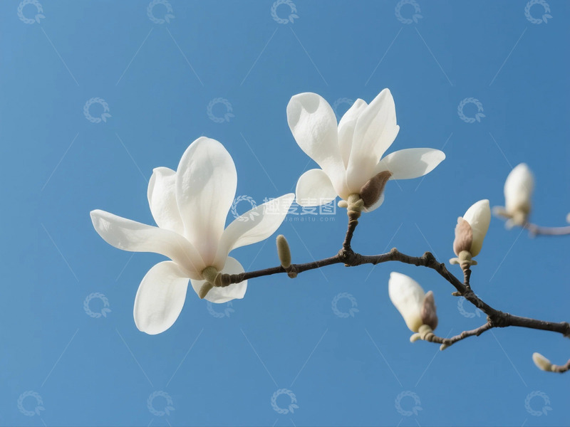 高清大图下载【趣麦麦图】盛开的玉兰花1