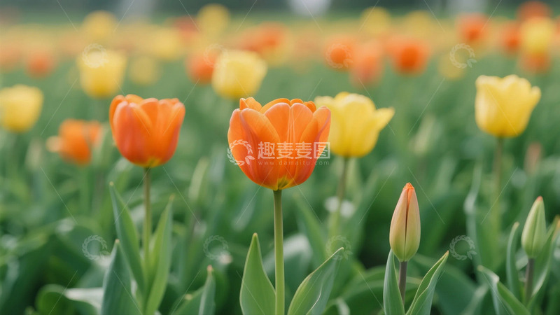 高清大图下载【趣麦麦图】盛开的郁金香花丛2