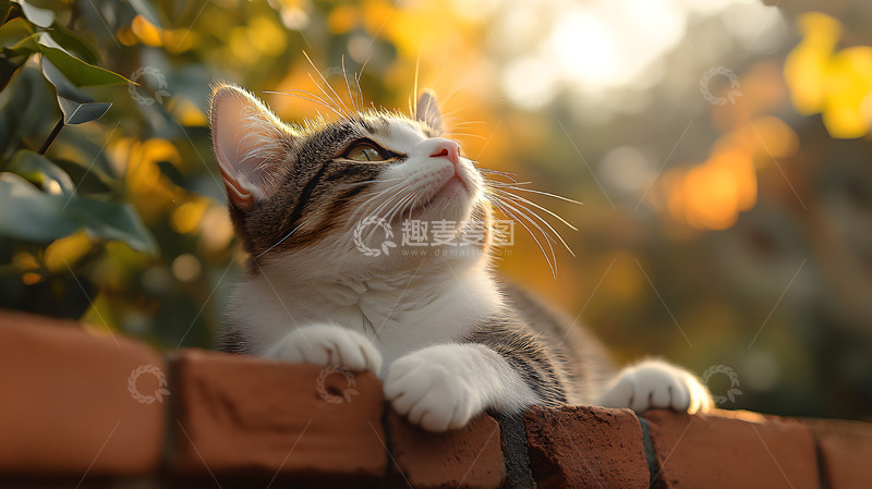 高清大图下载【趣麦麦图】可爱的小猫咪摄影2