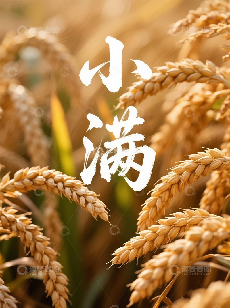 高清大图下载【趣麦麦图】二十四节气小满2