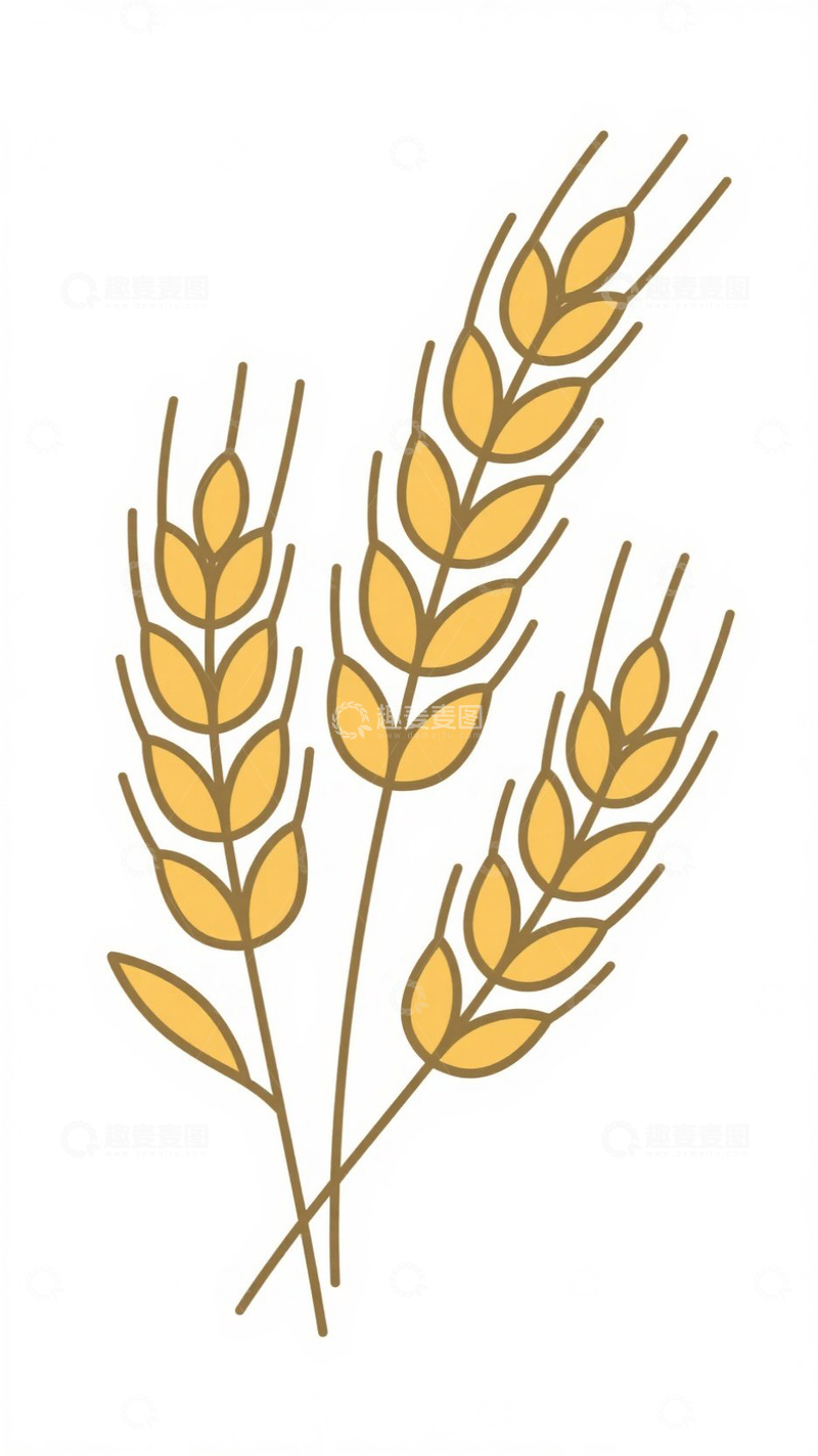 高清大图下载【趣麦麦图】-二十四 气小满 谷穗 麦穗  素材