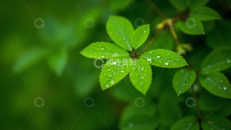 高清大图下载【趣麦麦图】雨滴落在叶子上