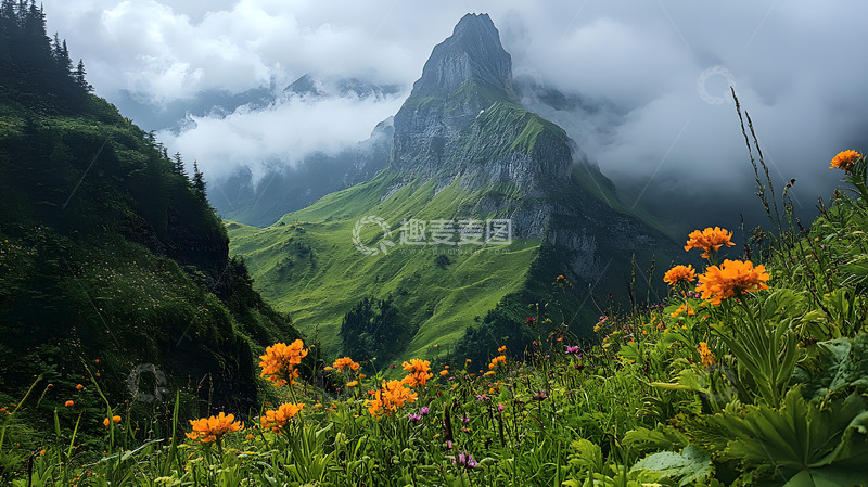 高清大图下载【趣麦麦图】高山上的草地4