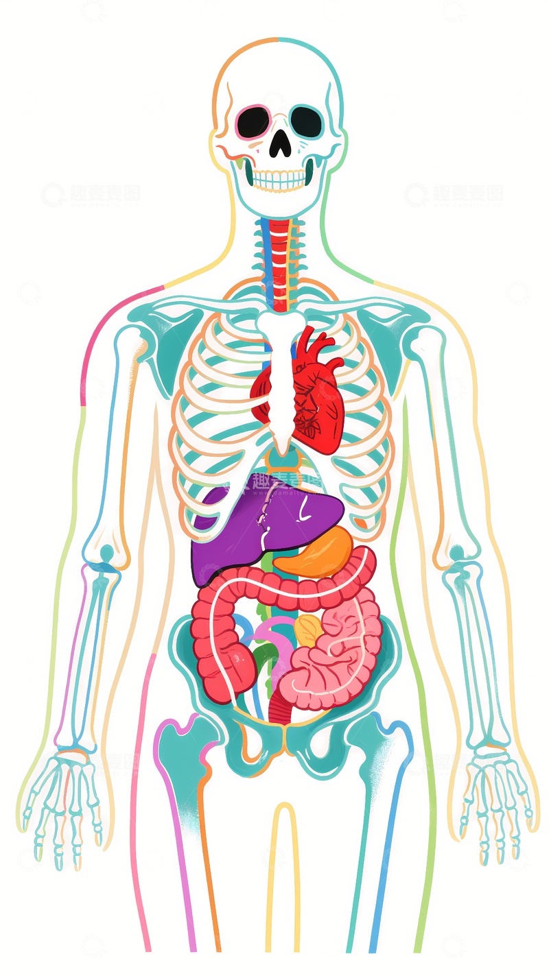 高清大图下载【趣麦麦图】人体内脏人体消化系统