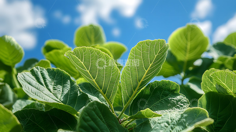 高清大图下载【趣麦麦图】晴天下的菜叶特写