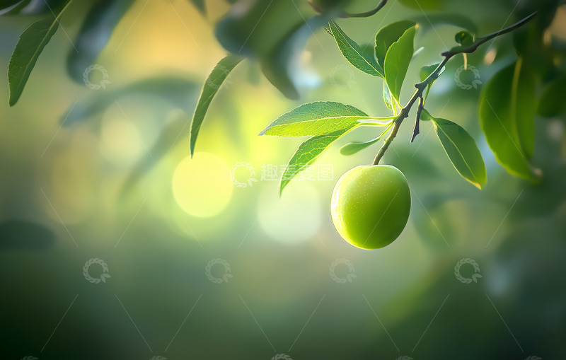 高清大图下载【趣麦麦图】立夏到青梅熟