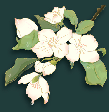 白色梨花绘画素材