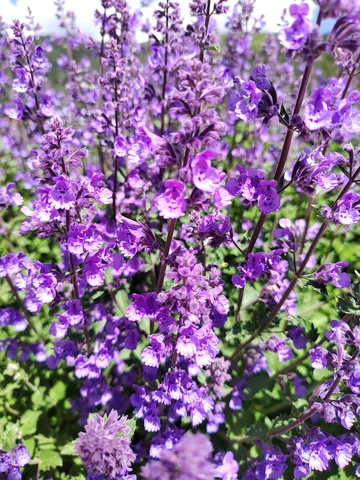 紫色薰衣草花海