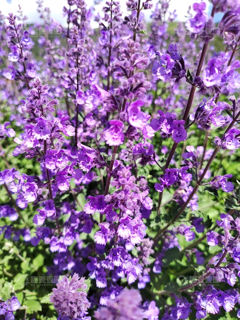 高清大图下载【趣麦麦图】紫色薰衣草花海