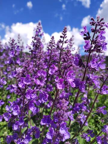 紫色薰衣草花海1