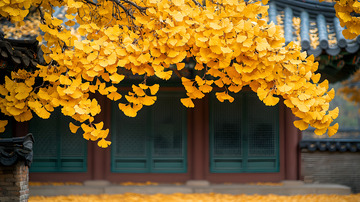 秋天的金色银杏叶