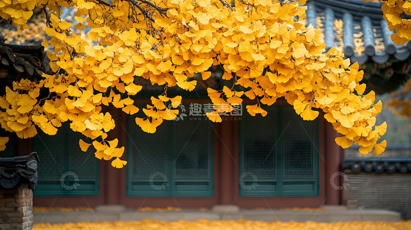 高清大图下载【趣麦麦图】秋天的金色银杏叶