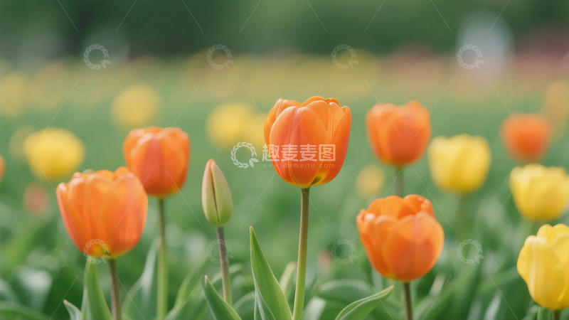 高清大图下载【趣麦麦图】盛开的郁金香1