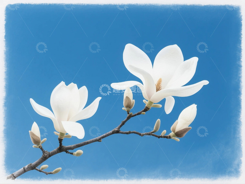 高清大图下载【趣麦麦图】盛开的玉兰花5