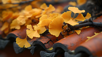 秋天的金色银杏叶1