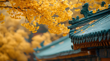 秋天的金色银杏叶2