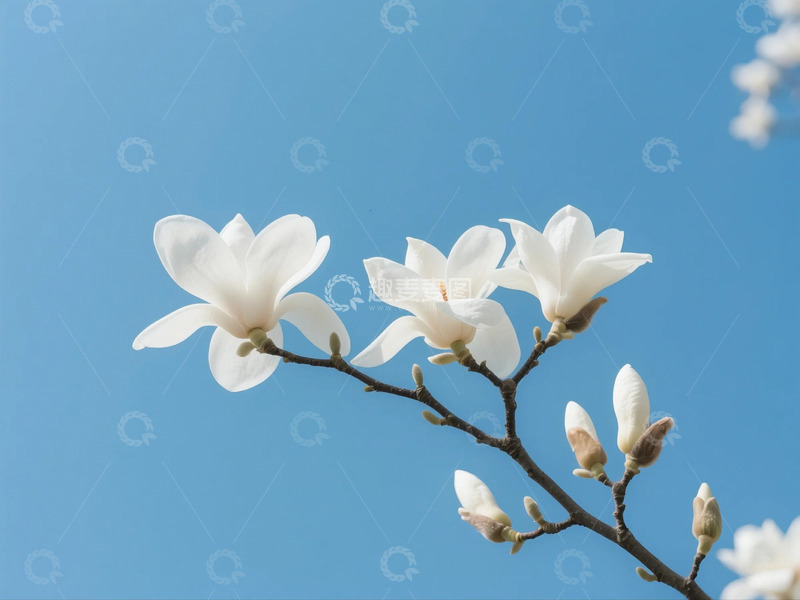 高清大图下载【趣麦麦图】盛开的玉兰花4