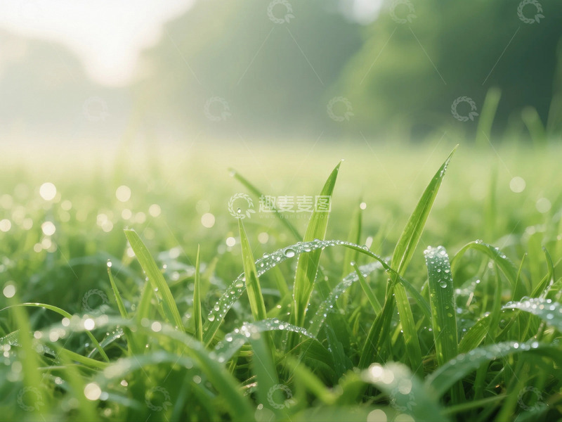 高清大图下载【趣麦麦图】雨后的草原特写3