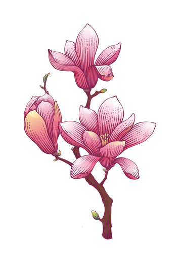 玉兰花手绘版画