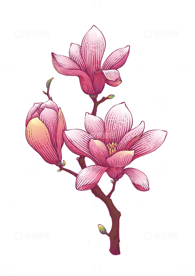 玉兰花手绘版画