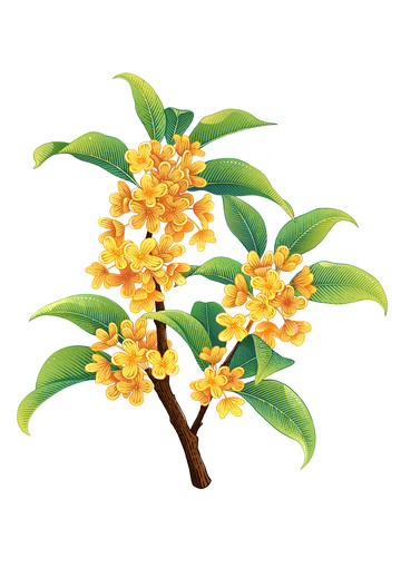 桂花手绘版画