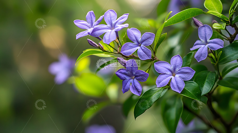 高清大图下载【趣麦麦图】紫色花卉枝叶2