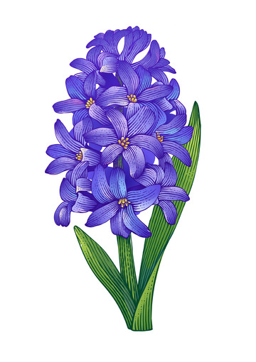 风信子手绘版画